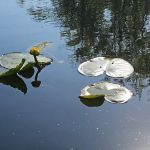 Cashie River Campground & RV Park