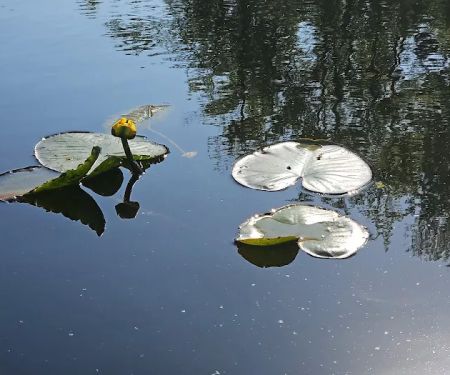 Cashie River Campground & RV Park