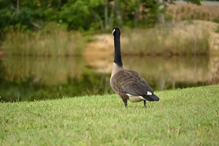 Johnny B's Campground Picture 8