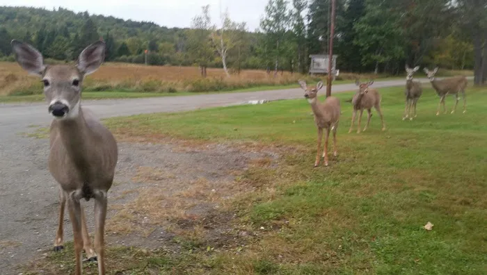 Seboomook Wilderness Campground Picture 8