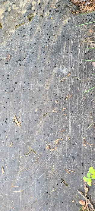 Roll Dam Campground Picture 9