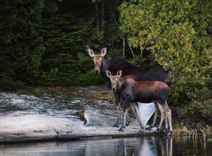 Nahmakanta Lake Wilderness Camps Picture 8
