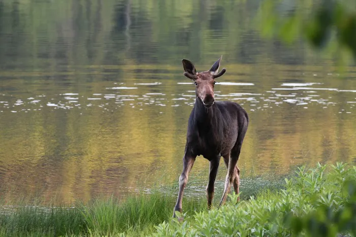 Nahmakanta Lake Wilderness Camps Picture 1