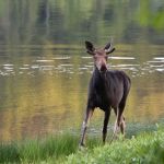 Nahmakanta Lake Wilderness Camps