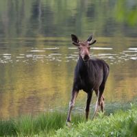 Nahmakanta Lake Wilderness Camps ico