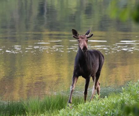 Nahmakanta Lake Wilderness Camps