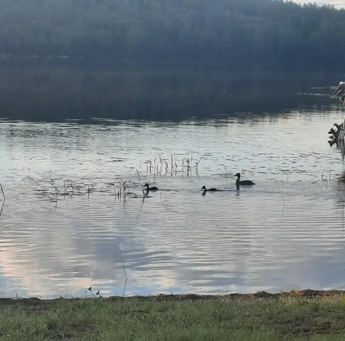 Parks Pond Campground Picture 4