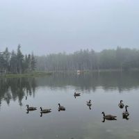 True Serendipity Homestead ico