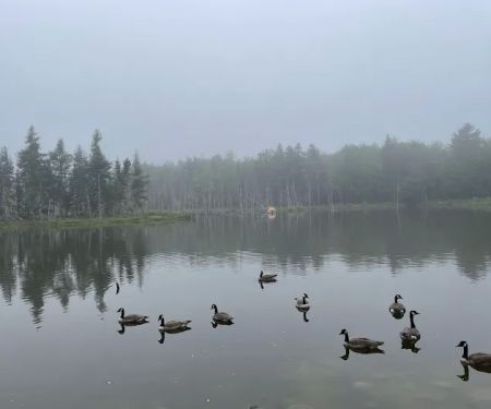 True Serendipity Homestead