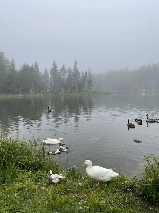 True Serendipity Homestead Picture 3