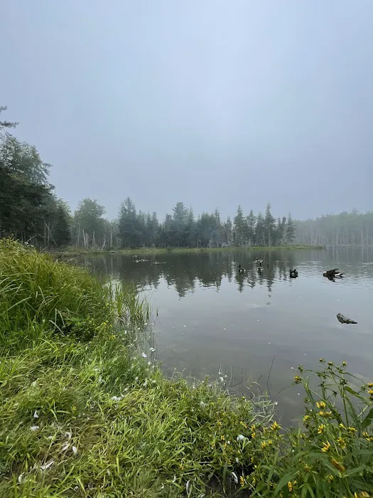 True Serendipity Homestead Picture 5