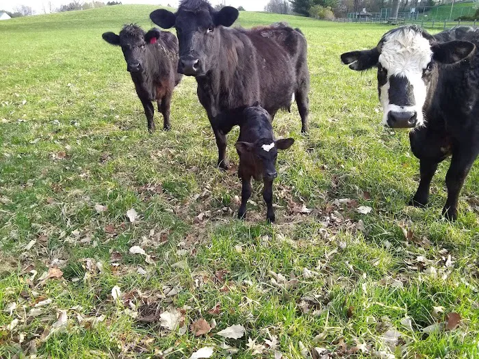 Lake O'Pines Campgrounds Picture 10