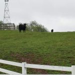 Lake O'Pines Campgrounds