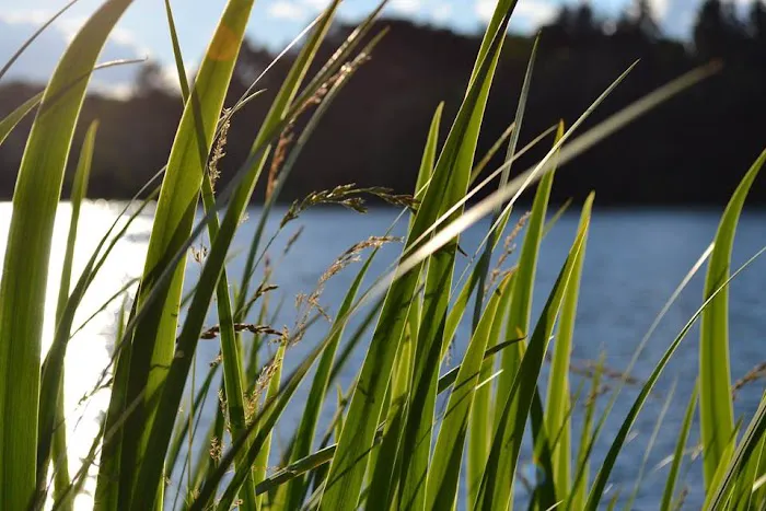 Lake O'Pines Campgrounds Picture 8