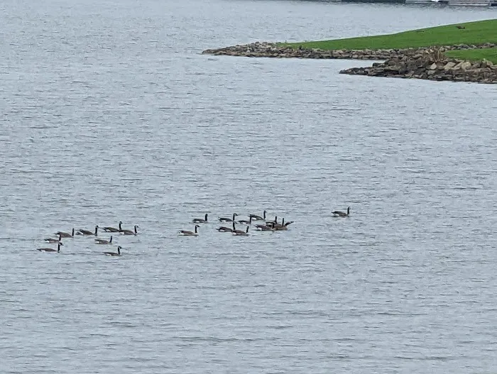 Seneca Marina Point Campground Picture 3