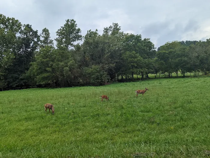 Seneca Marina Point Campground Picture 6