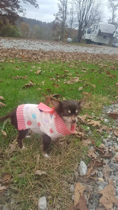 Oakview Campground Picture 3