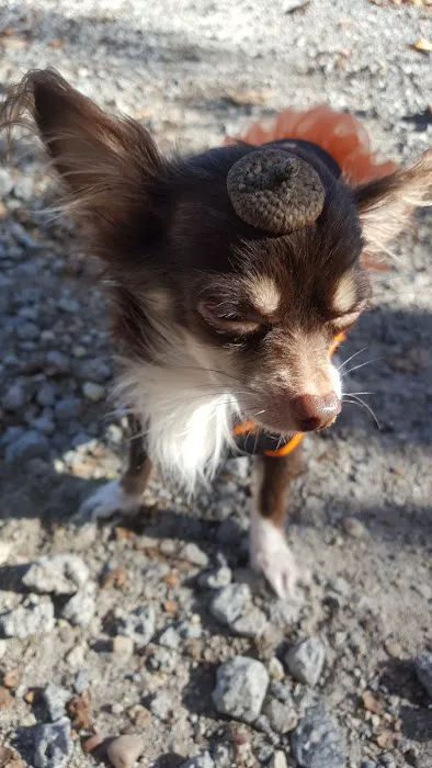 Oakview Campground Picture 1