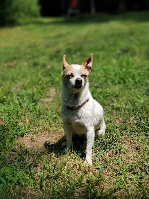 Breeden Bottom Campground Twin River Picture 8