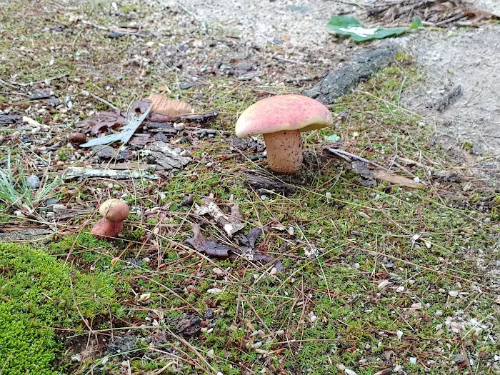 Morris's Hill Group Campground #2 Picture 3