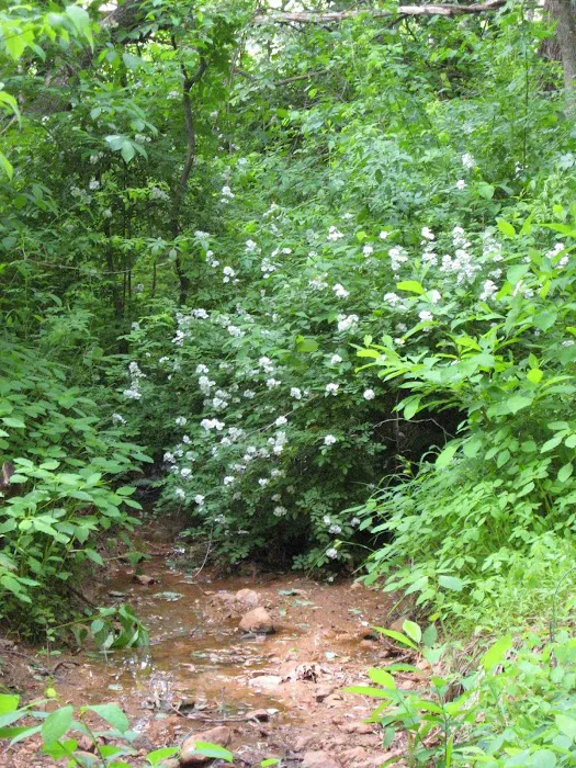 Smith Mountain Campground Picture 9