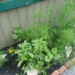 Horseshoe Bend Campground SML