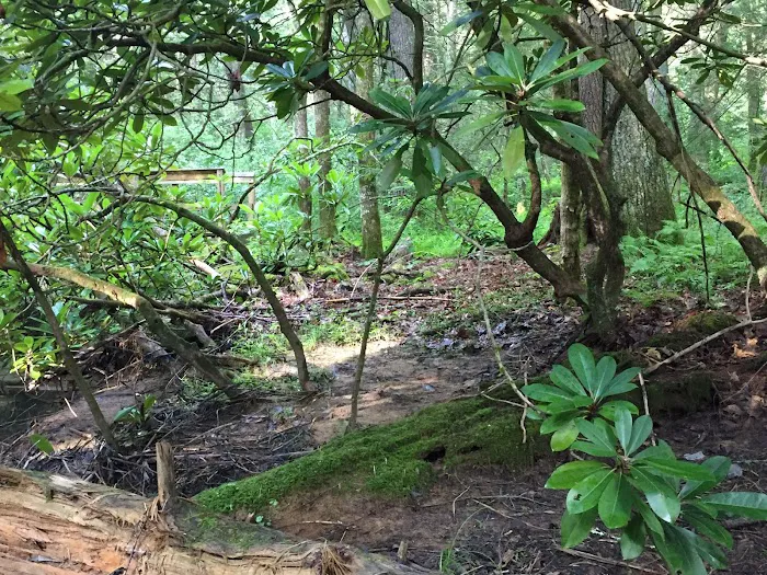 Pocahontas Campground Picture 9