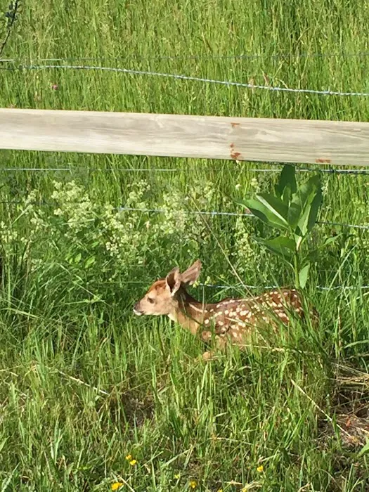 Pocahontas Campground Picture 2