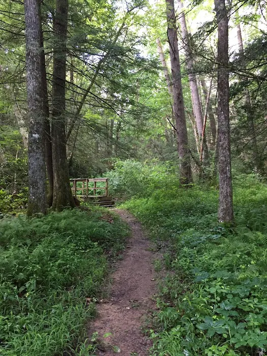 Pocahontas Campground Picture 4