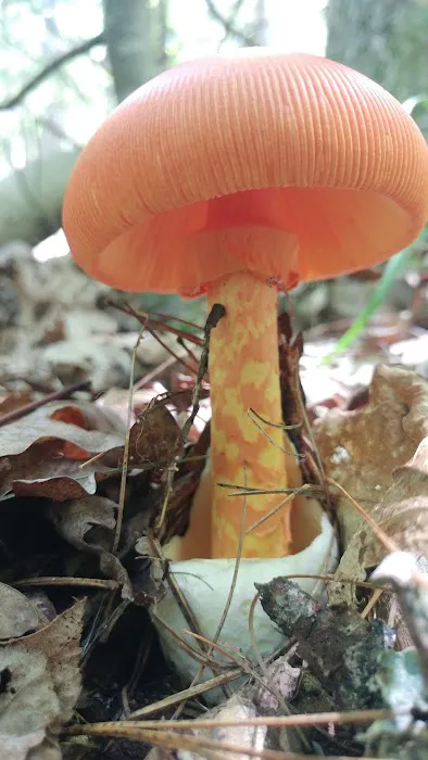 Lake Sherwood Recreation Area Picture 6