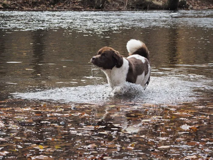 Craig Creek Recreation Area Picture 3