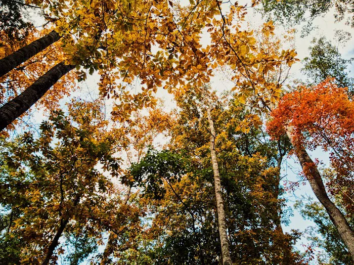 The Pines Campground Picture 8