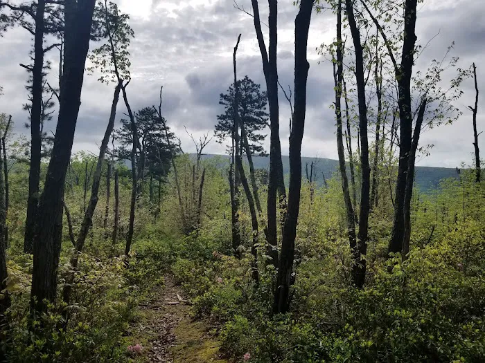 The Pines Campground Picture 5