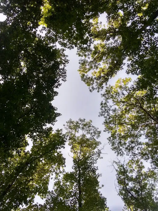 The Pines Campground Picture 3