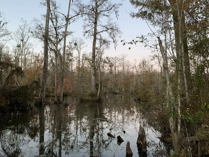 Cypress Cathedral Picture 1