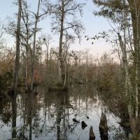 Cypress Cathedral ico