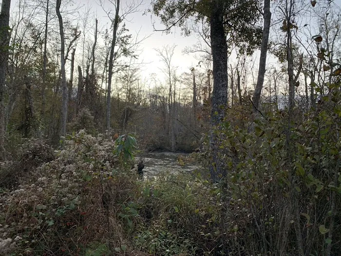 Cypress Cathedral Picture 3