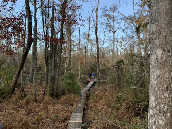 Cypress Cathedral Picture 2