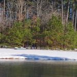 Ross’ Paradise Park