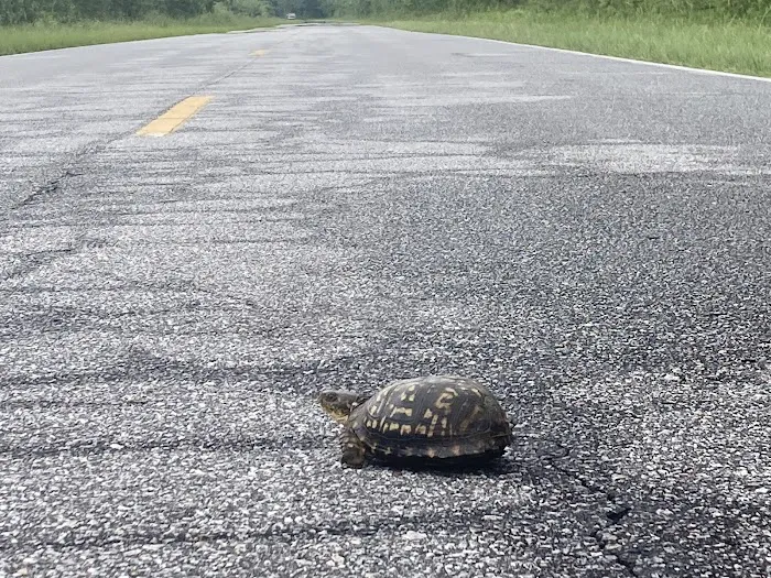 Ross’ Paradise Park Picture 6