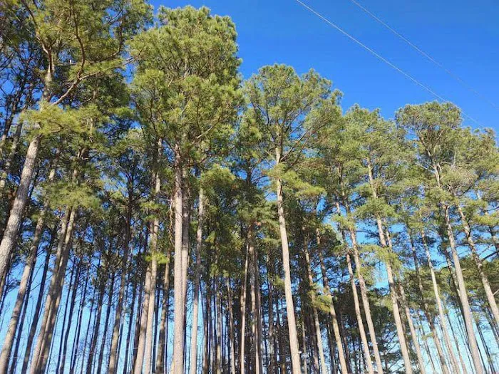 Ross’ Paradise Park Picture 9