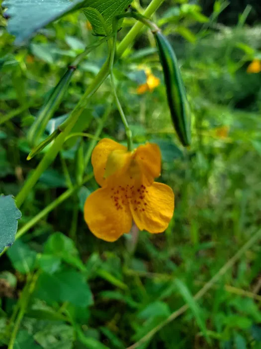 Pettigrew State Park Campground Picture 1
