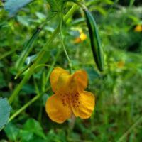 Pettigrew State Park Campground ico