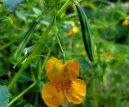 Pettigrew State Park Campground
