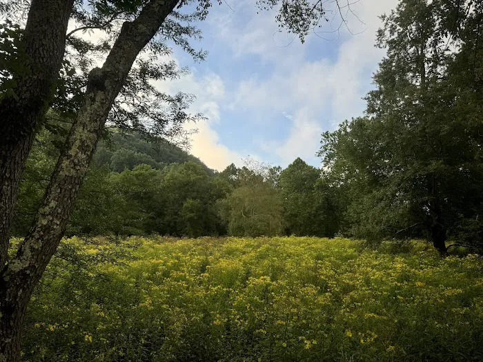 Marlinton Creek and Trail Campground Picture 8