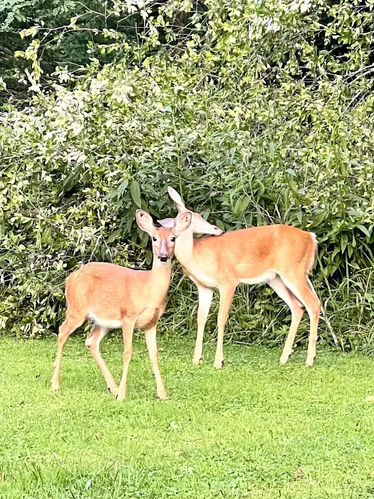 Marlinton Creek and Trail Campground Picture 3