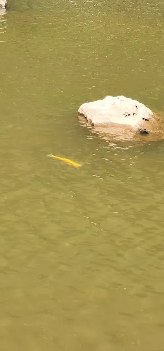 Williams River Road Forest Service Campsite Picture 2