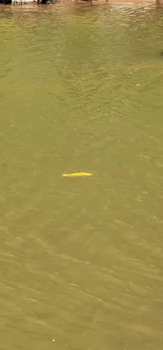 Williams River Road Forest Service Campsite Picture 1