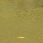 Williams River Road Forest Service Campsite