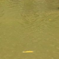 Williams River Road Forest Service Campsite ico